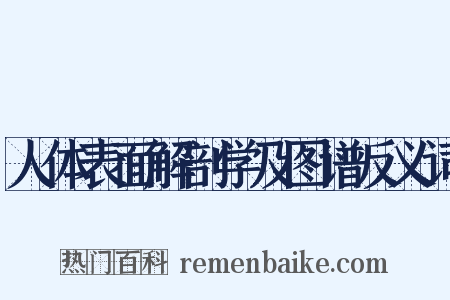 人体表面解剖学及图谱反义词是什么意思的图片